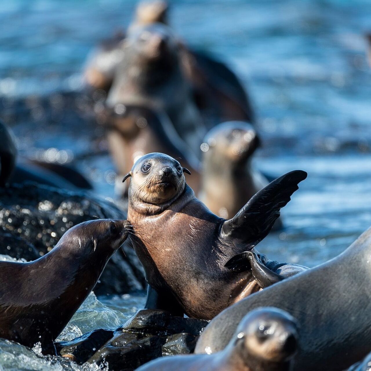 Australian fur seal