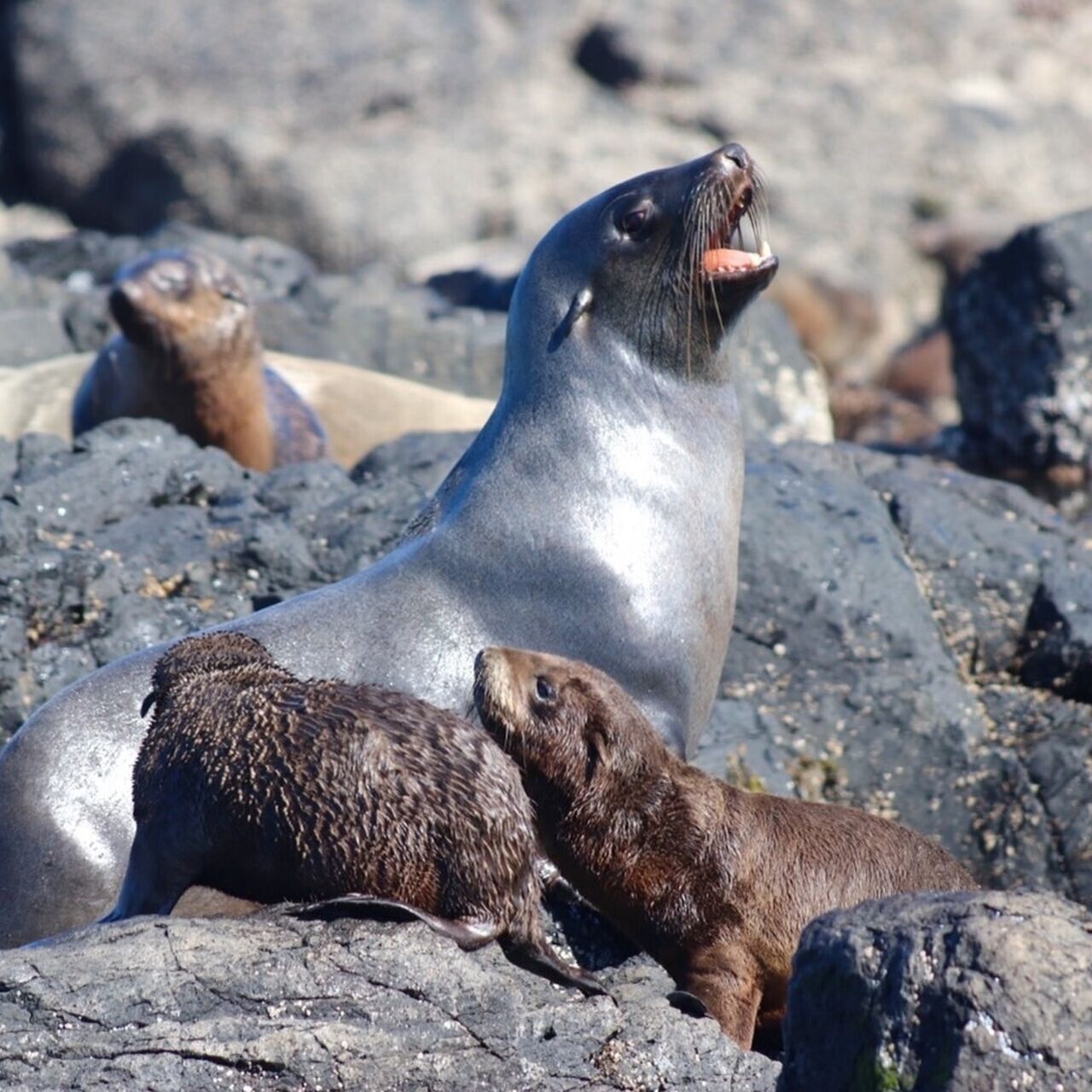 Fur Seals