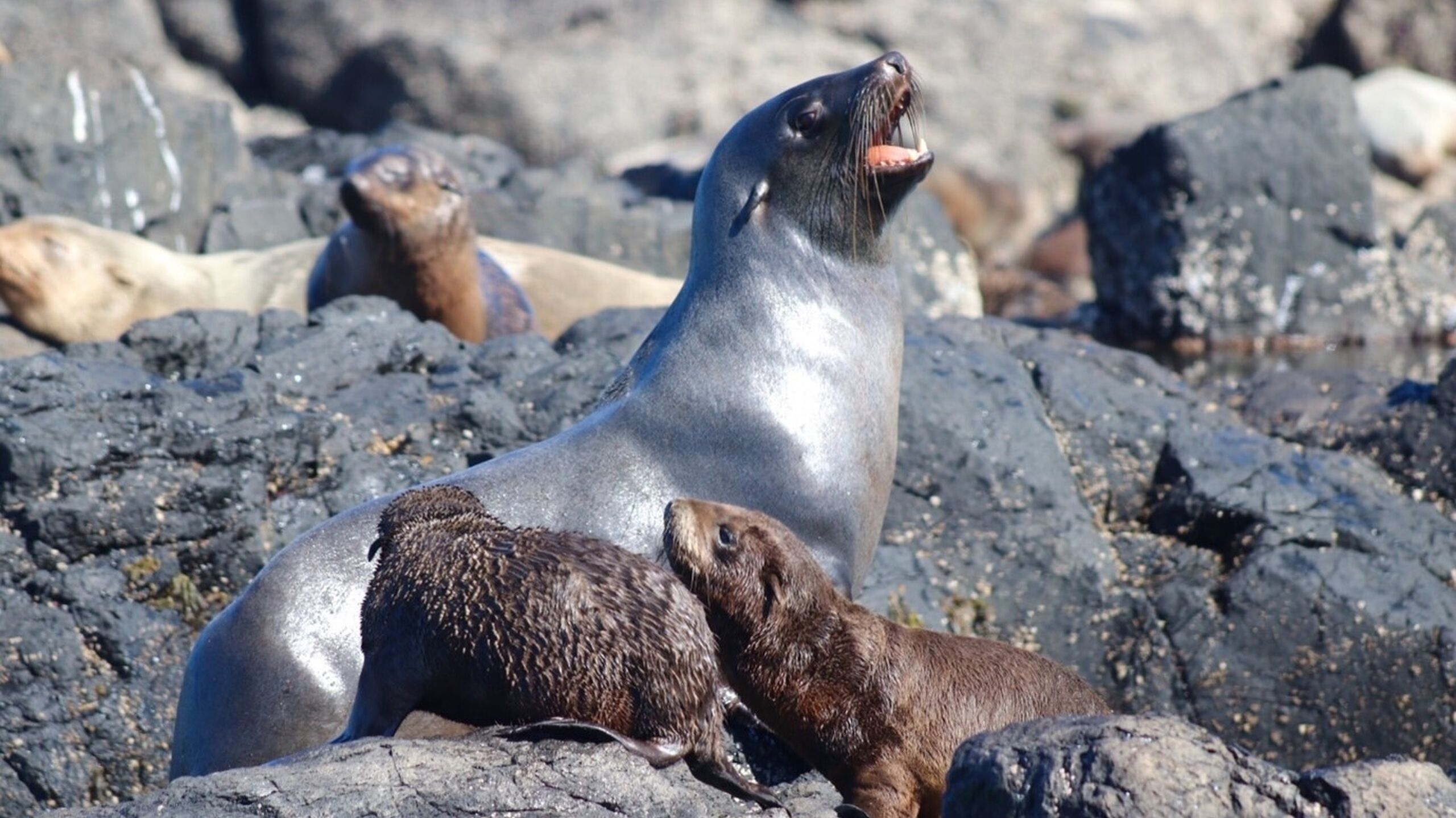 Fur Seals
