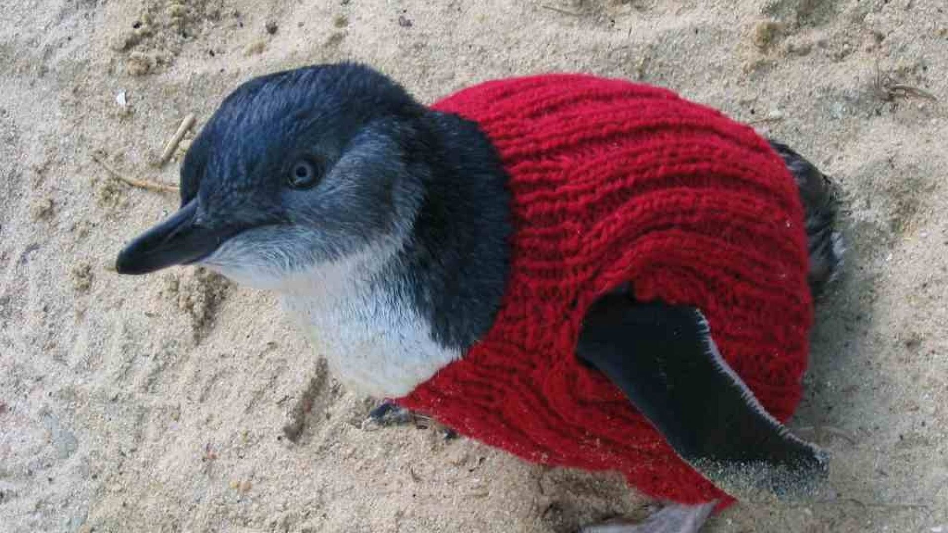 Penguin Foundation • The benefits of using knitted jumpers when