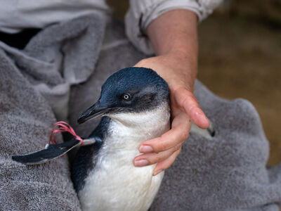 REDPENGUIN 06