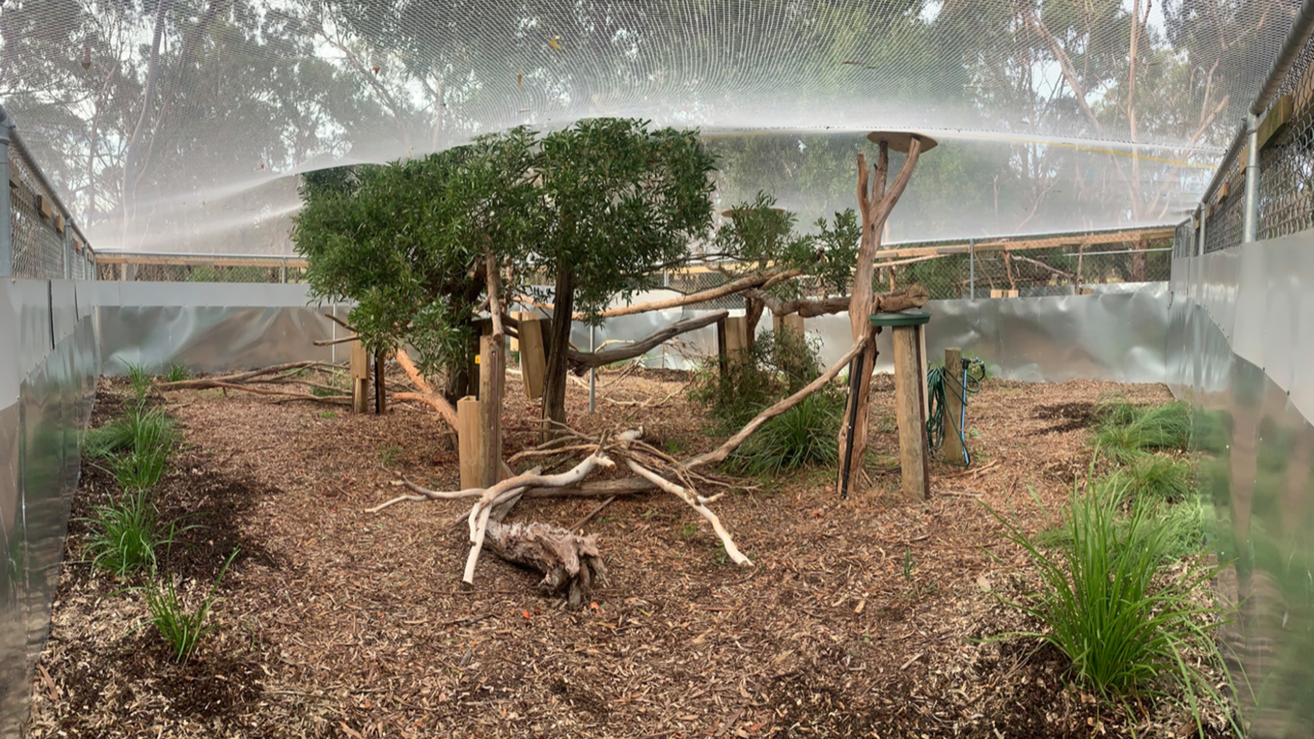 BSC Aviary2 jpg