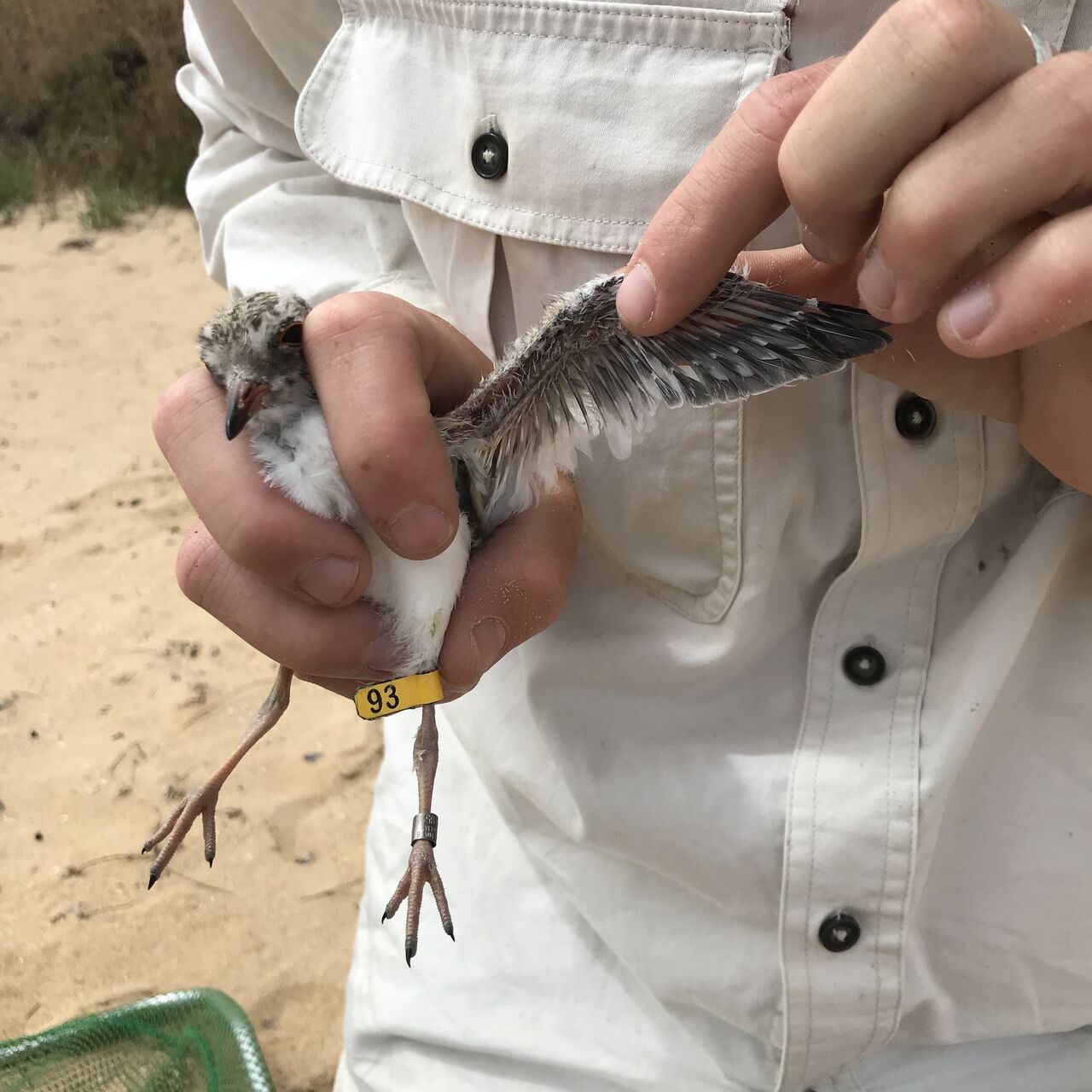 Nest 9 Anchorage Rd chick 20220118 IMG 1106