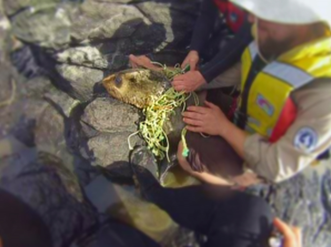 Fur seal entanglement2