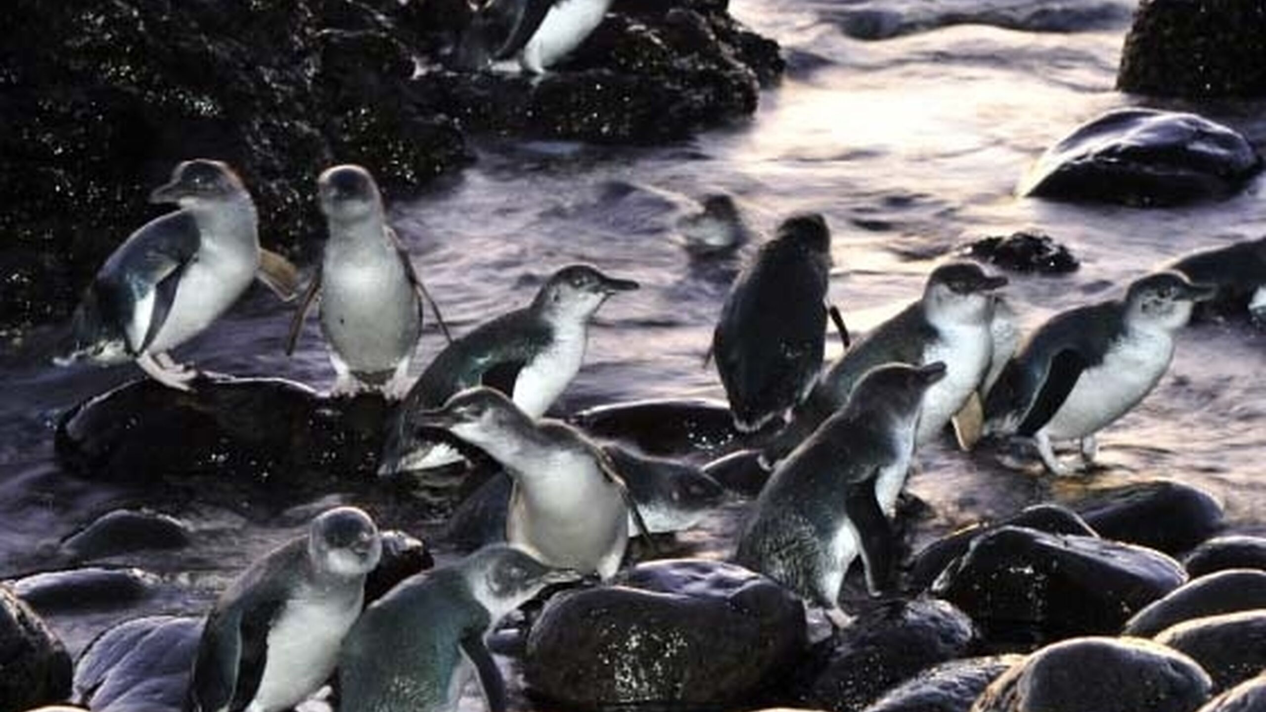 PF WN Web Images 1121 Penguins