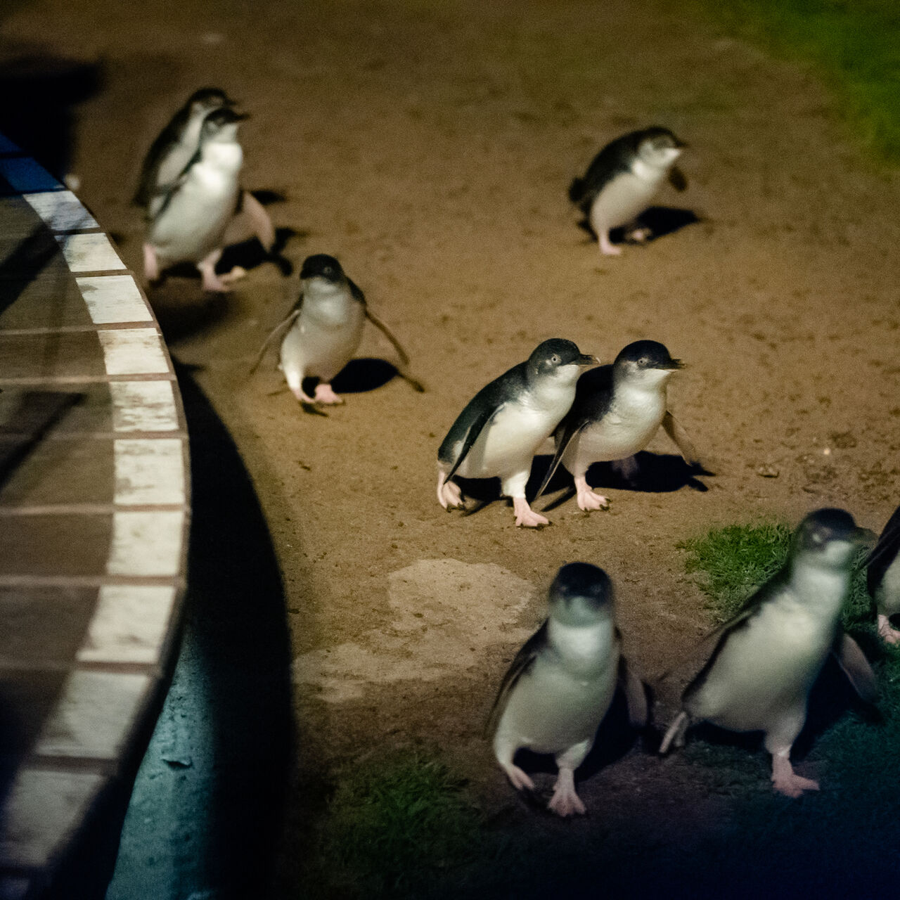 Penguin Parade Plus Nature Parks 12