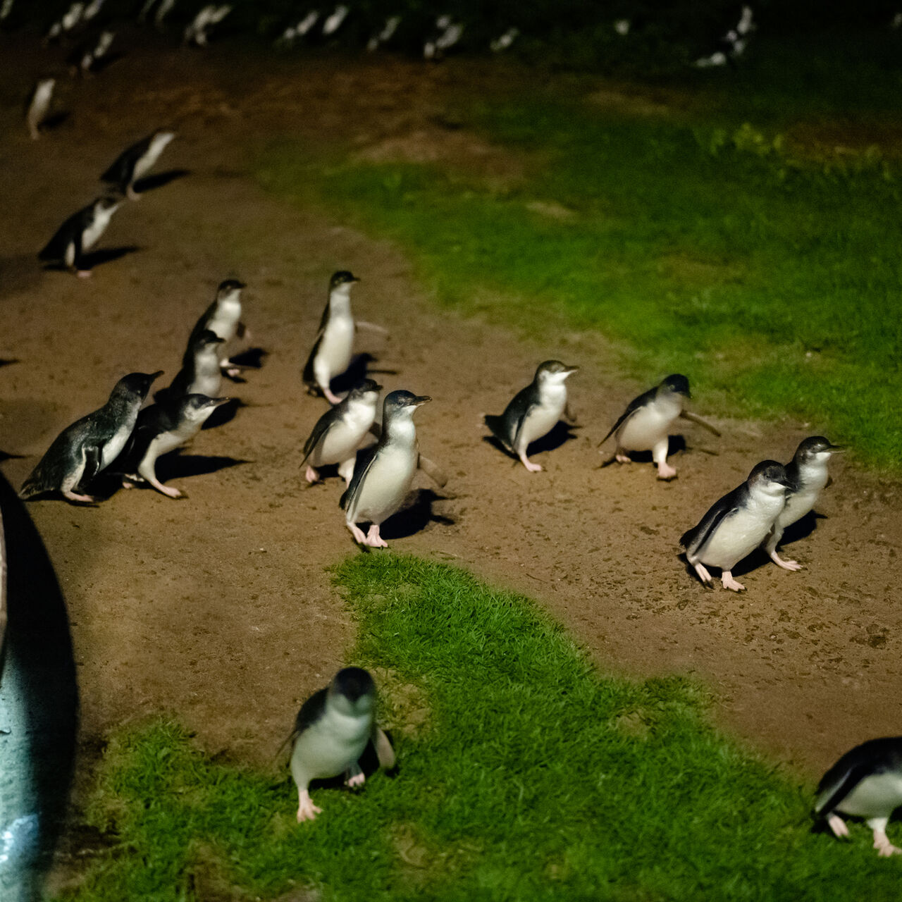 Penguin Parade Plus Nature Parks 11