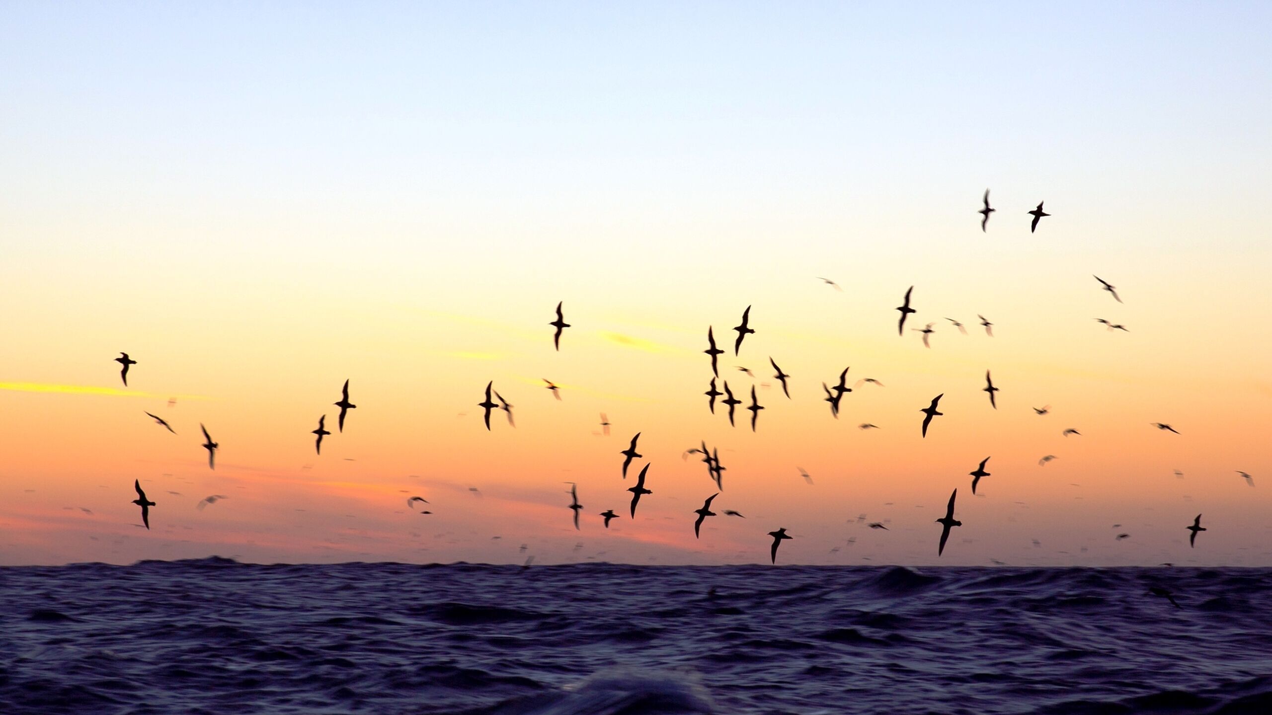 NP PH Shearwaters