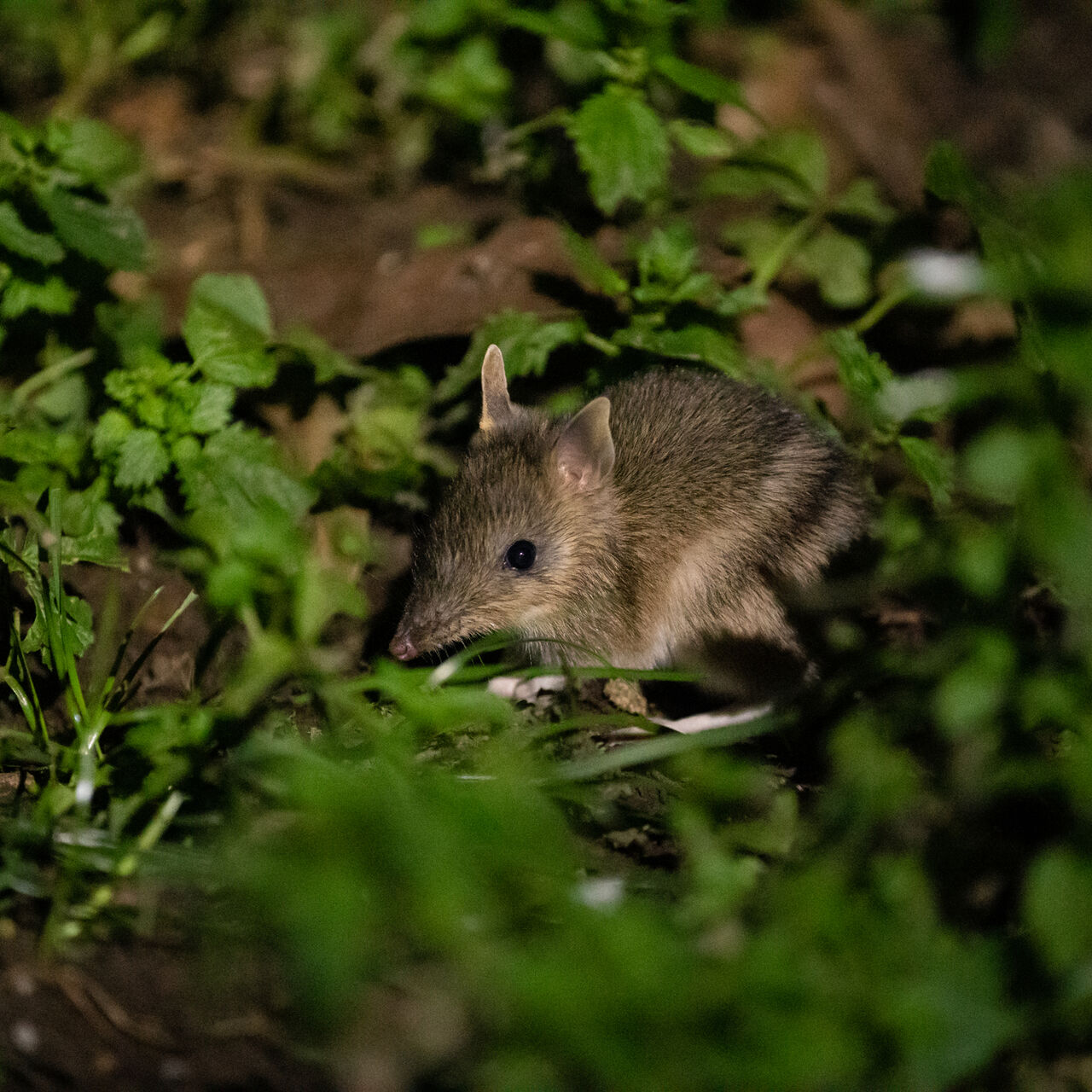 NP CI JS PINP EBB Trapping 10082022 2 1