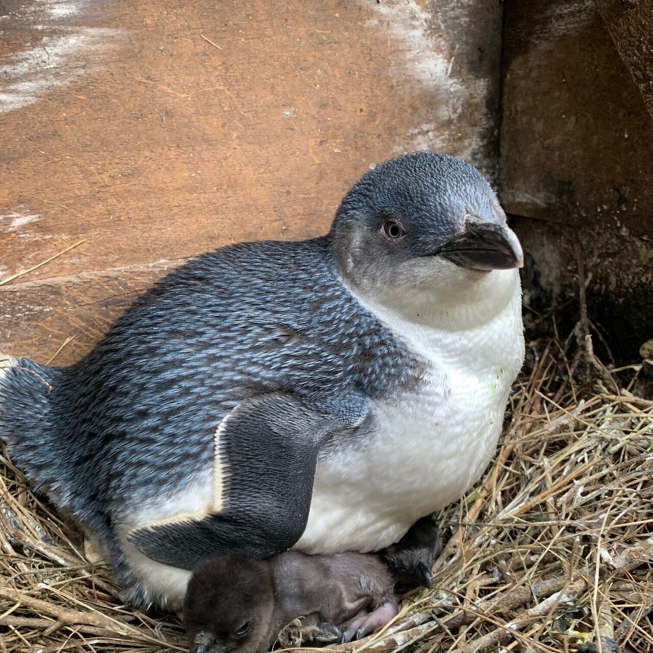 2022 adult and guard chicks