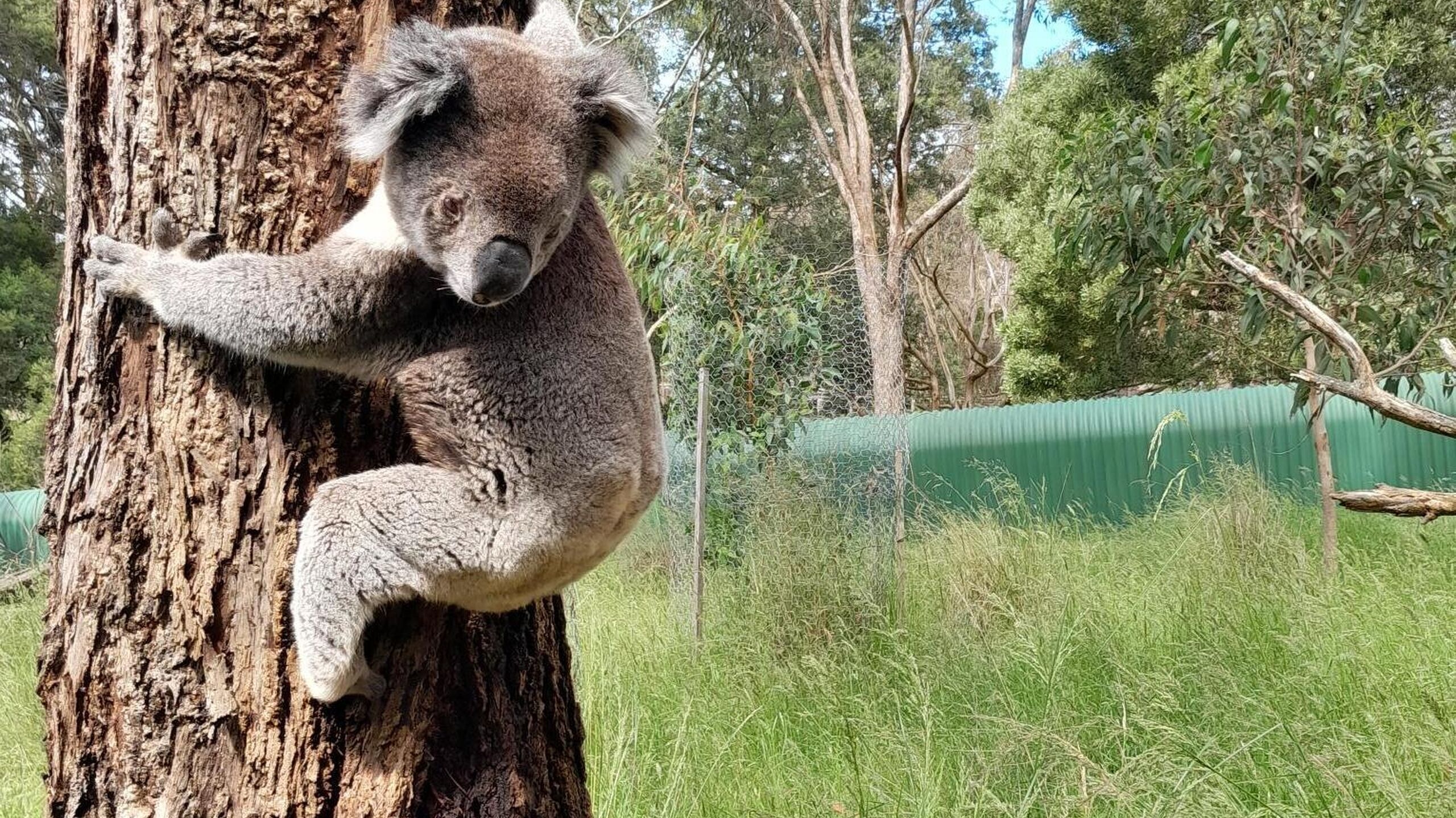Kiewa post health check release