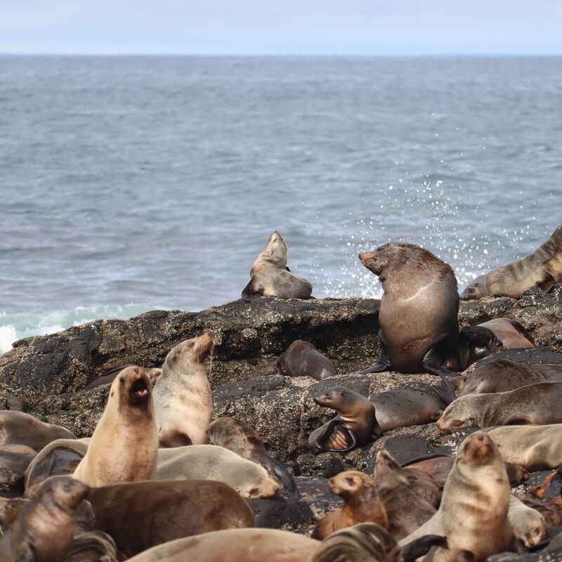 Penguin Foundation • Learn. Discover. Protect.