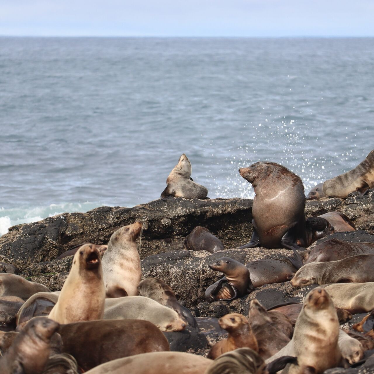 IMG 1023 Aus fur seals