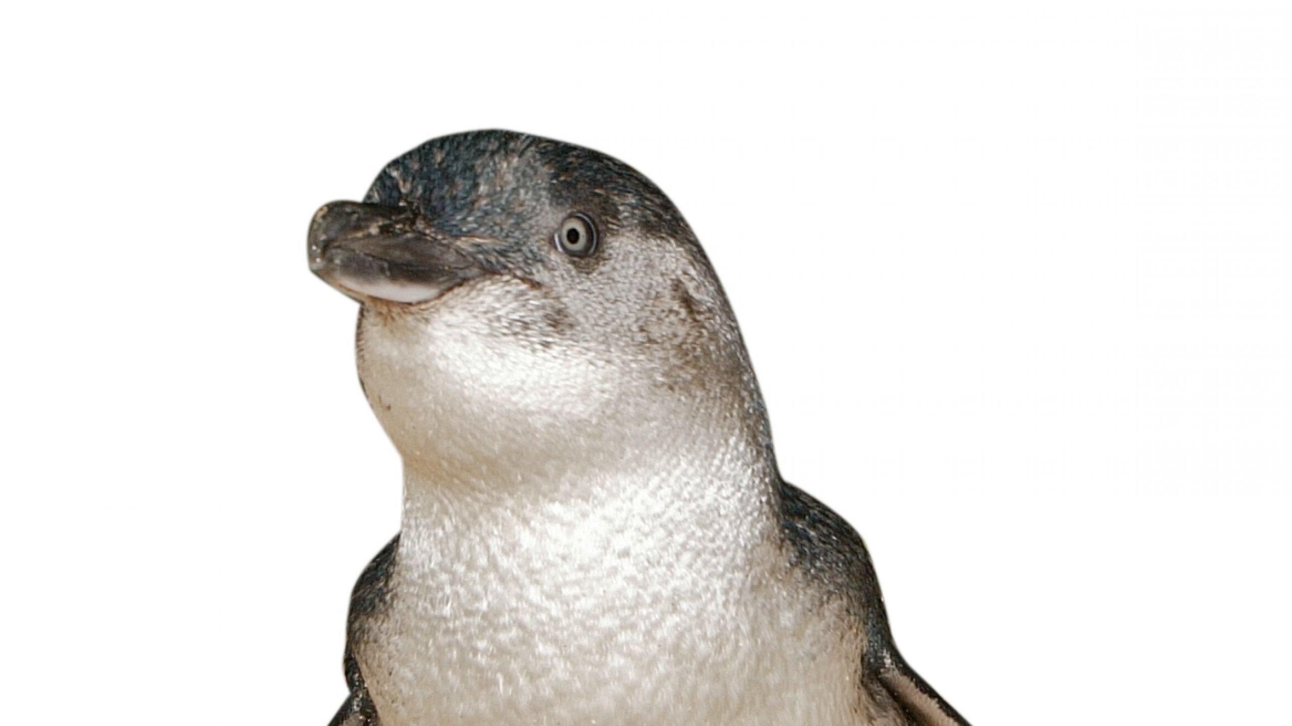 Penguin Foundation • Recognising Penguin Awareness Day