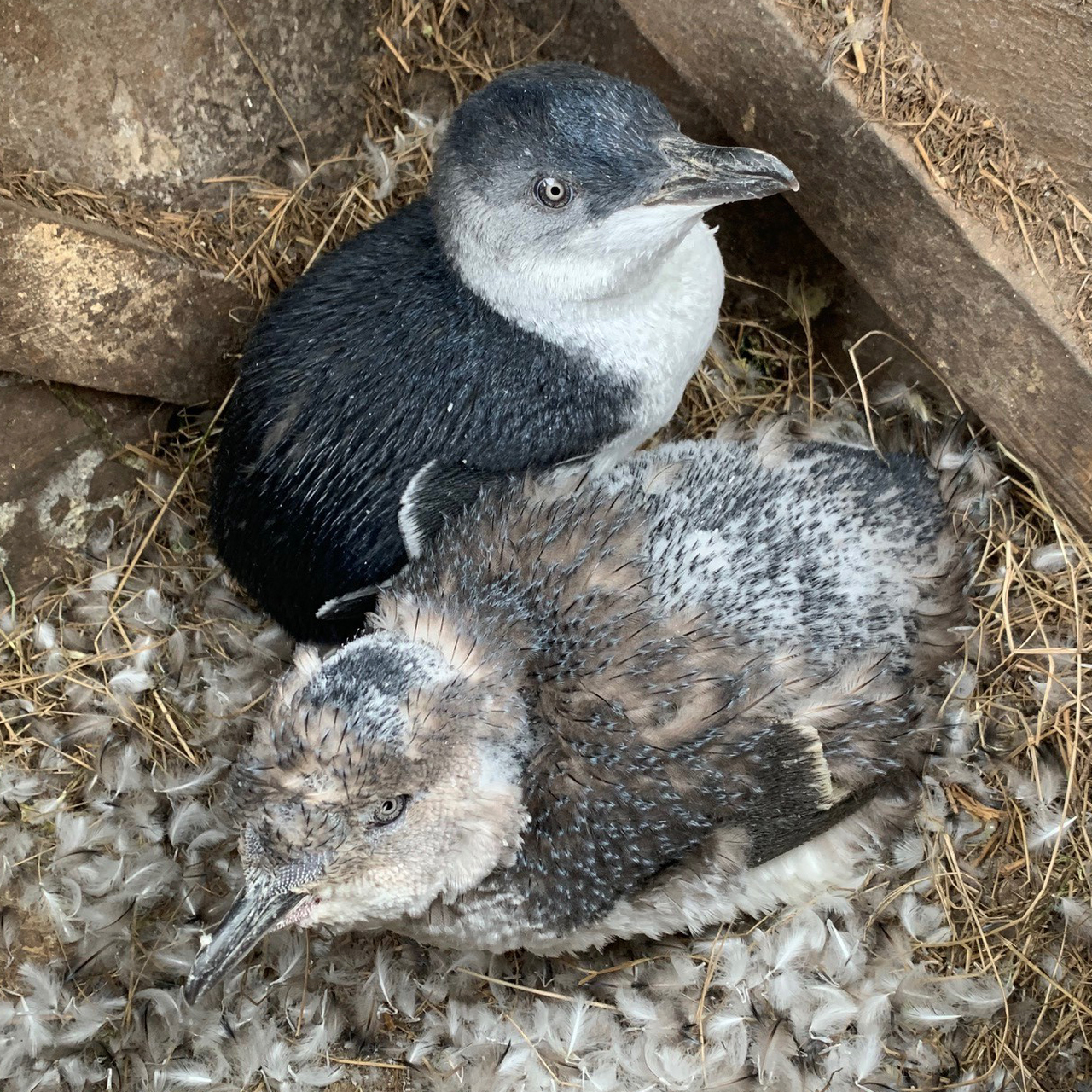 327963290 407891068222515 4449500665802299134 n