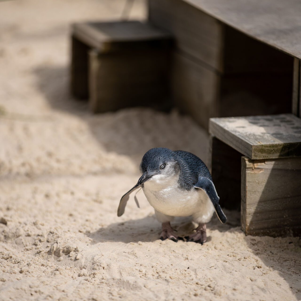 230325 Silver Penguin Release 1