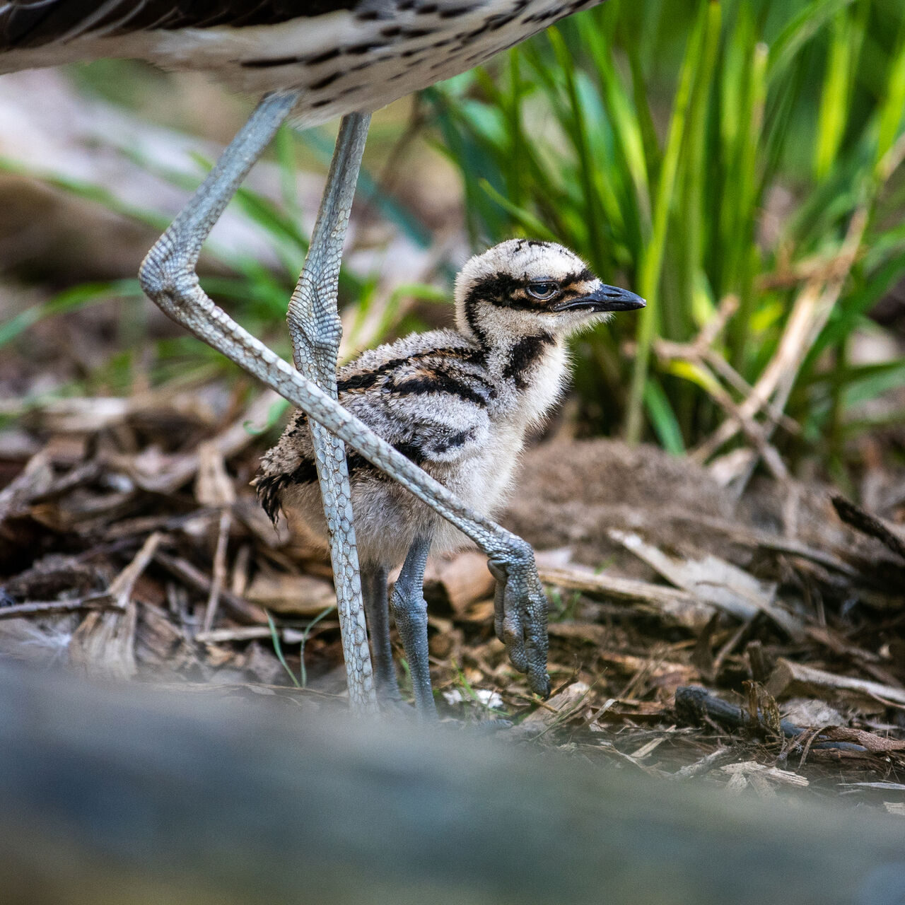 PINP Bushstone Curlew Chick 2022 4