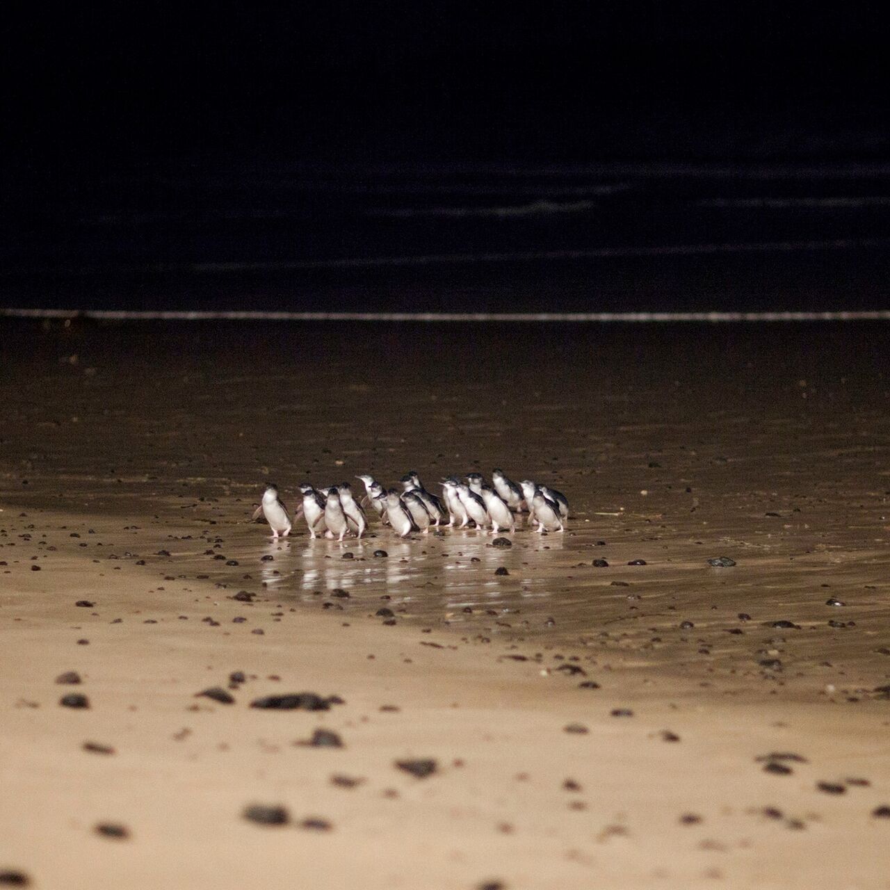 Little Penguins of Phillip Island Crossing Beach