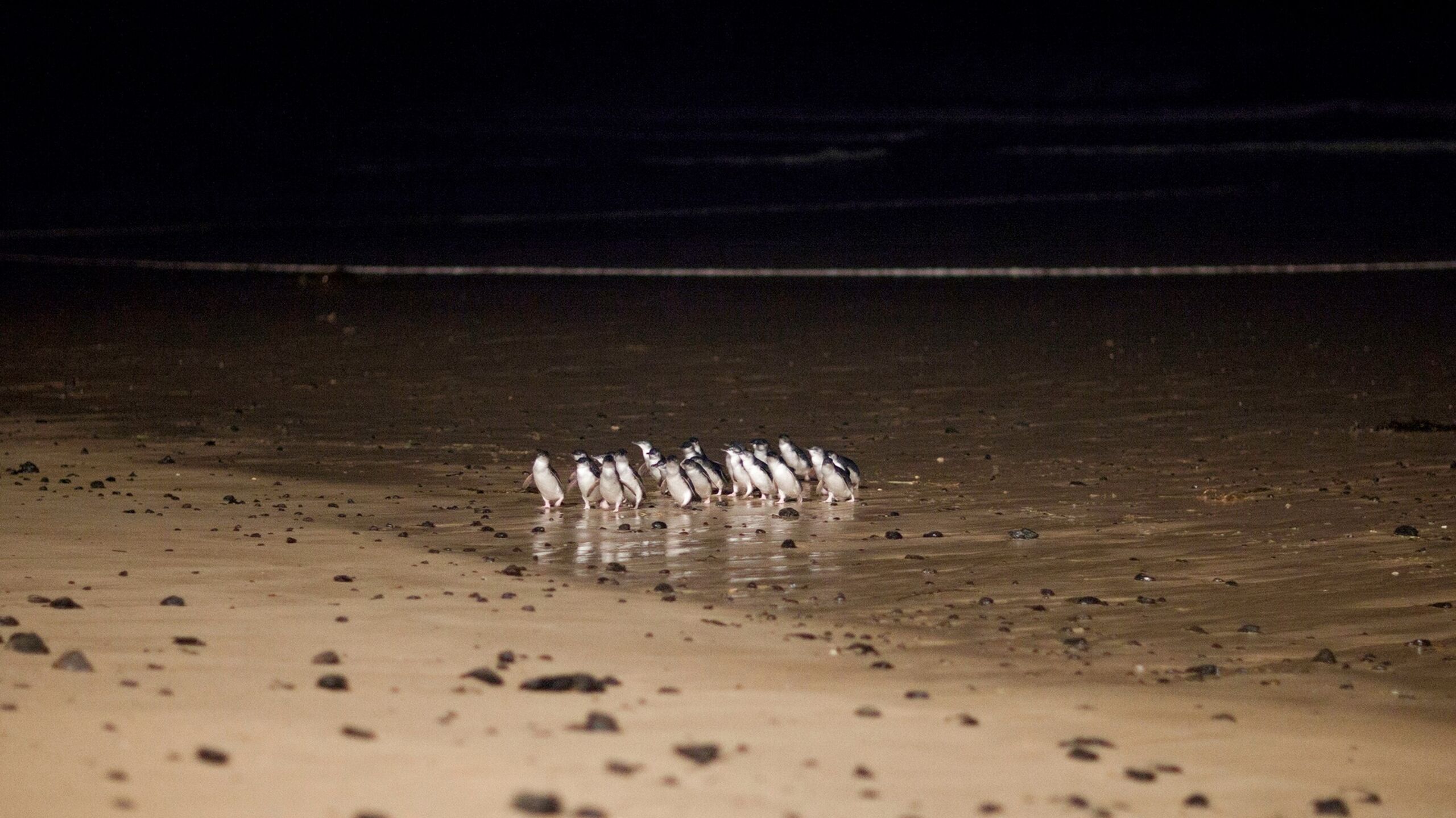 Little Penguins of Phillip Island Crossing Beach