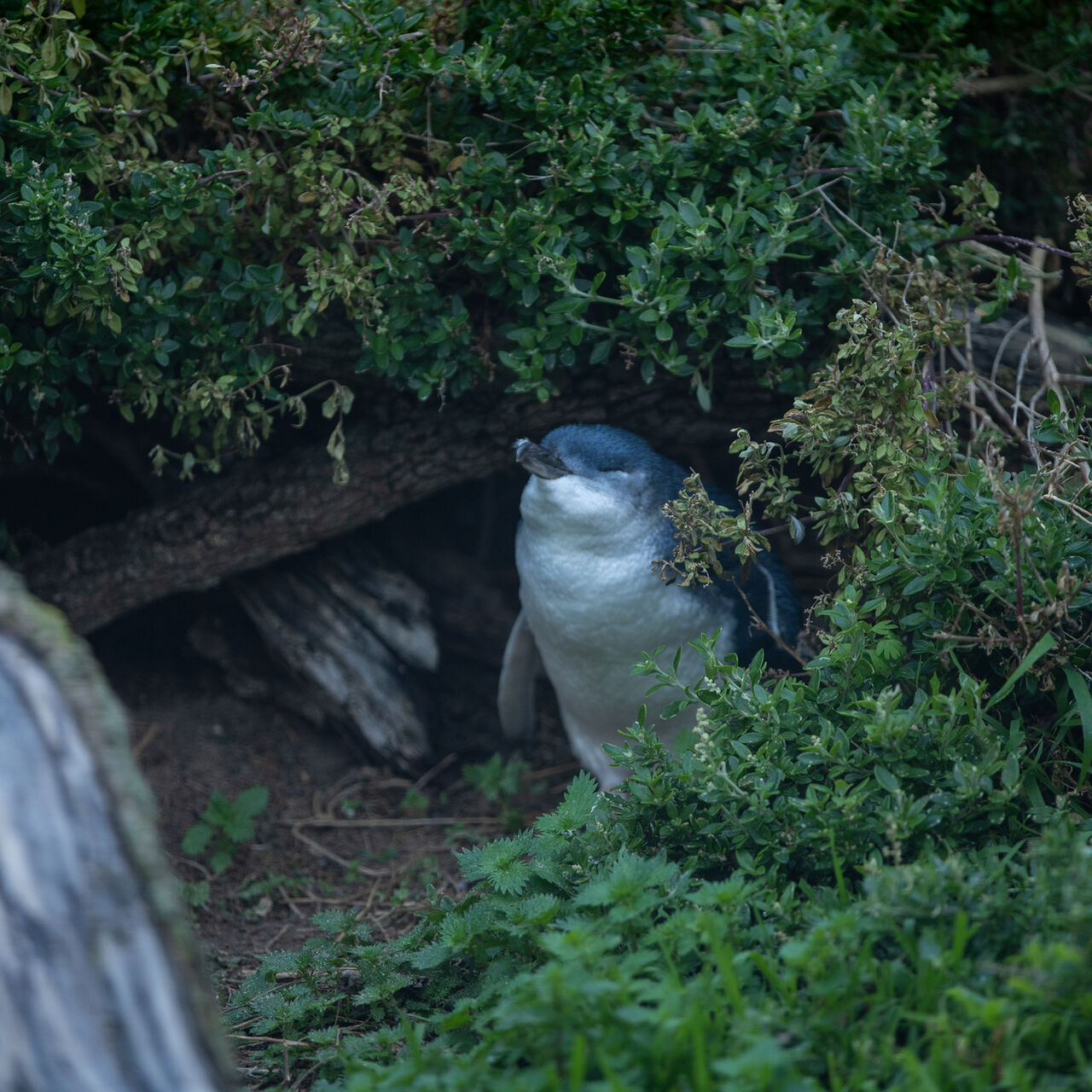 NP PP JS Short Breakers 28