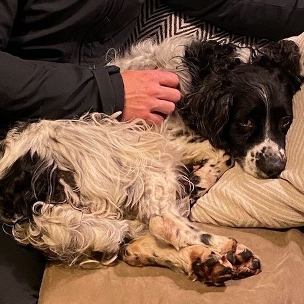 7d0338e0 e438 46b4 9d3e 9bcf29b1d25e JAZZ