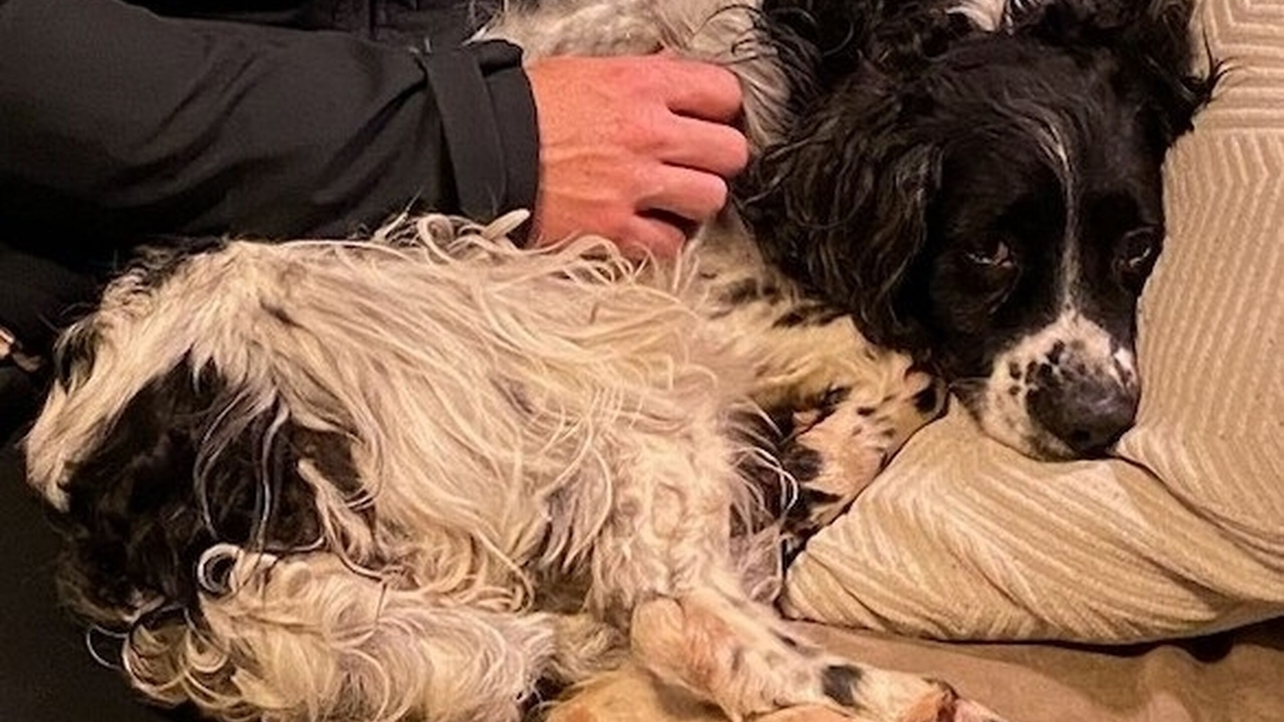 7d0338e0 e438 46b4 9d3e 9bcf29b1d25e JAZZ