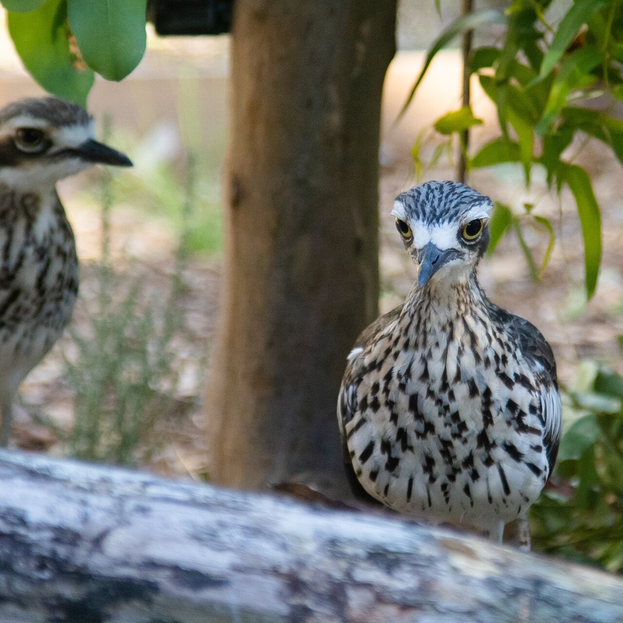 NP KCR Bushstone Curlews 2