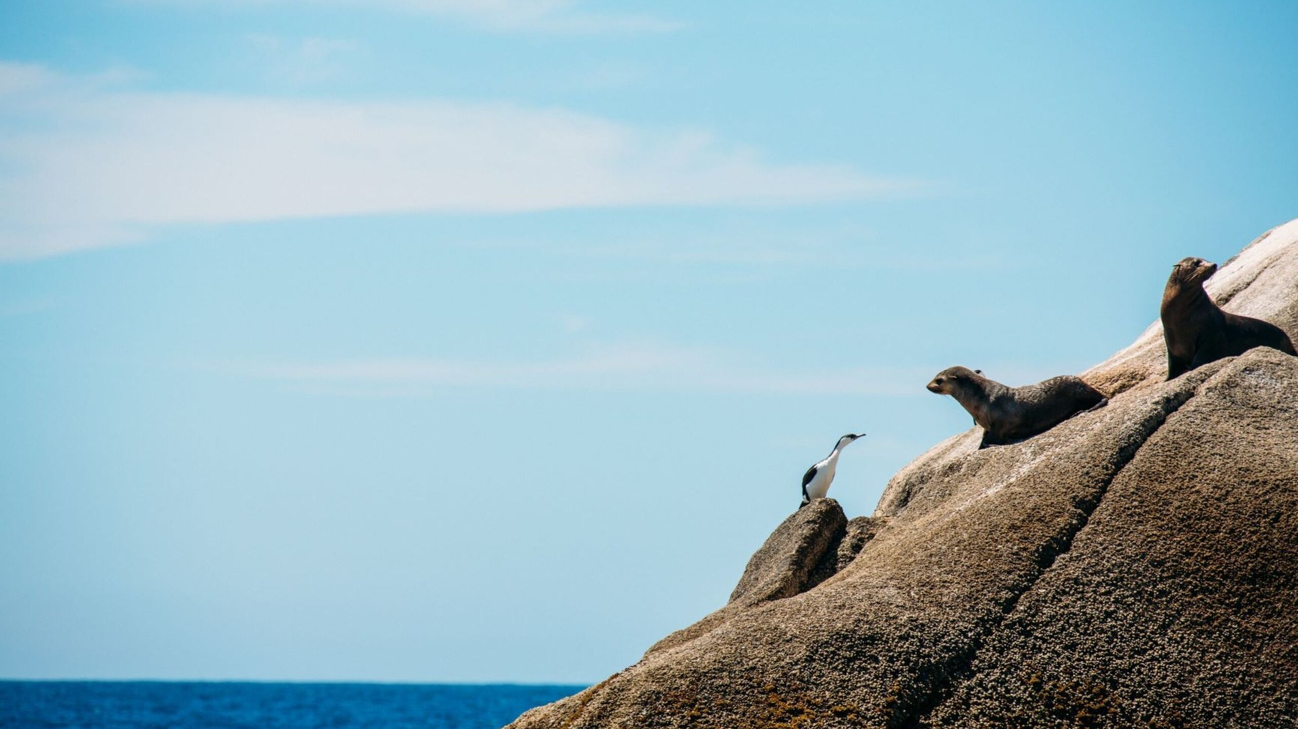 Seals on seal rocks