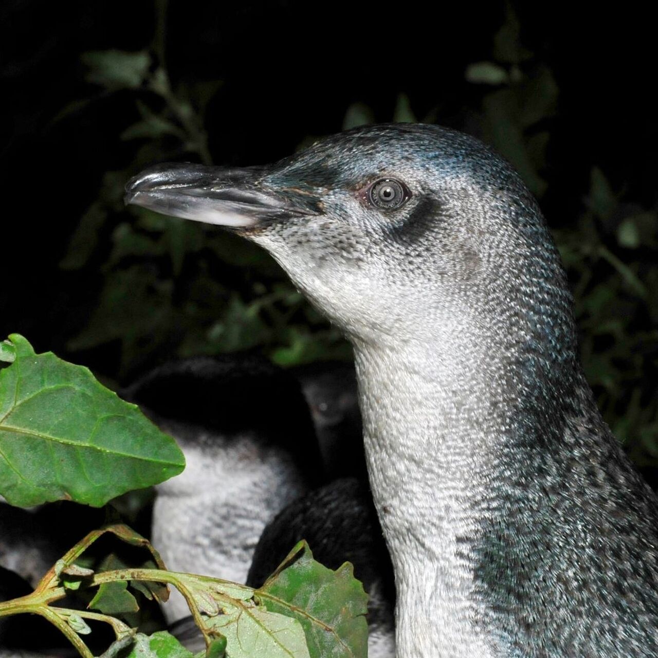 Penguin Foundation • Adopt an animal