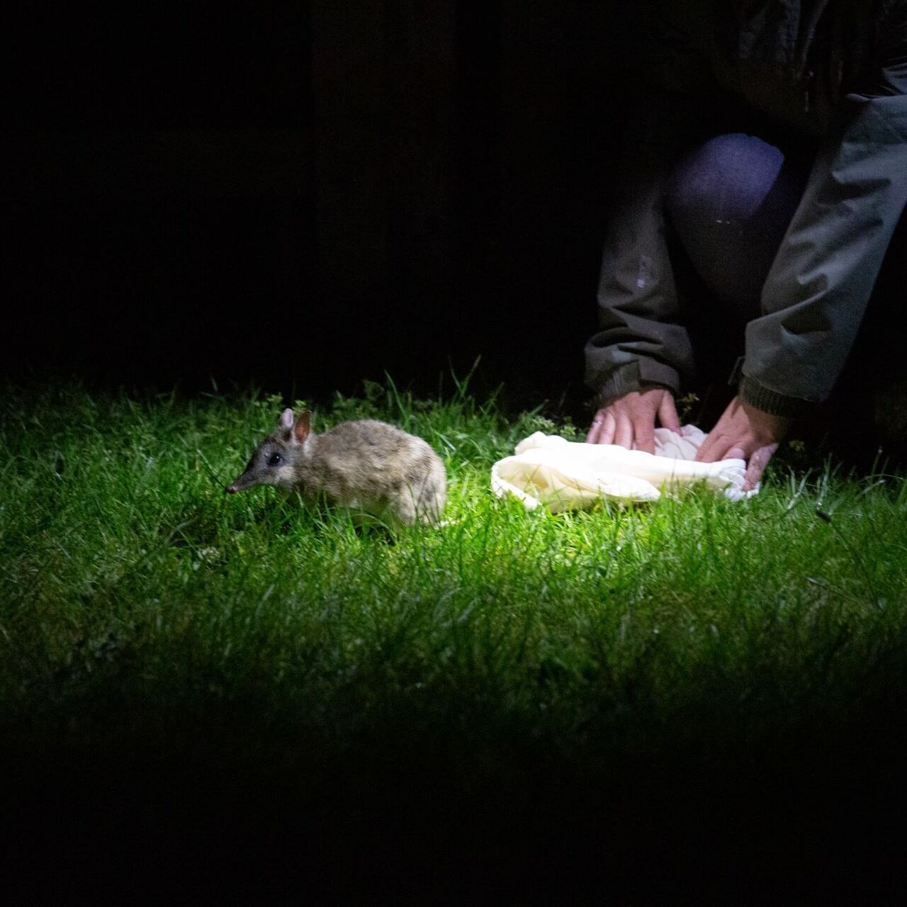 EBB trapping research