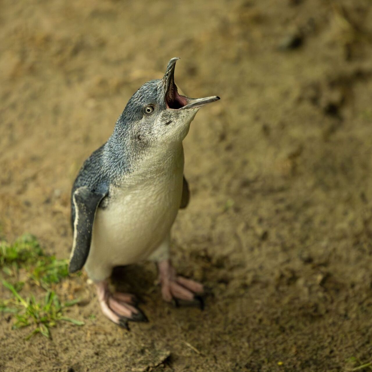 NP PINP Penguin at Parade