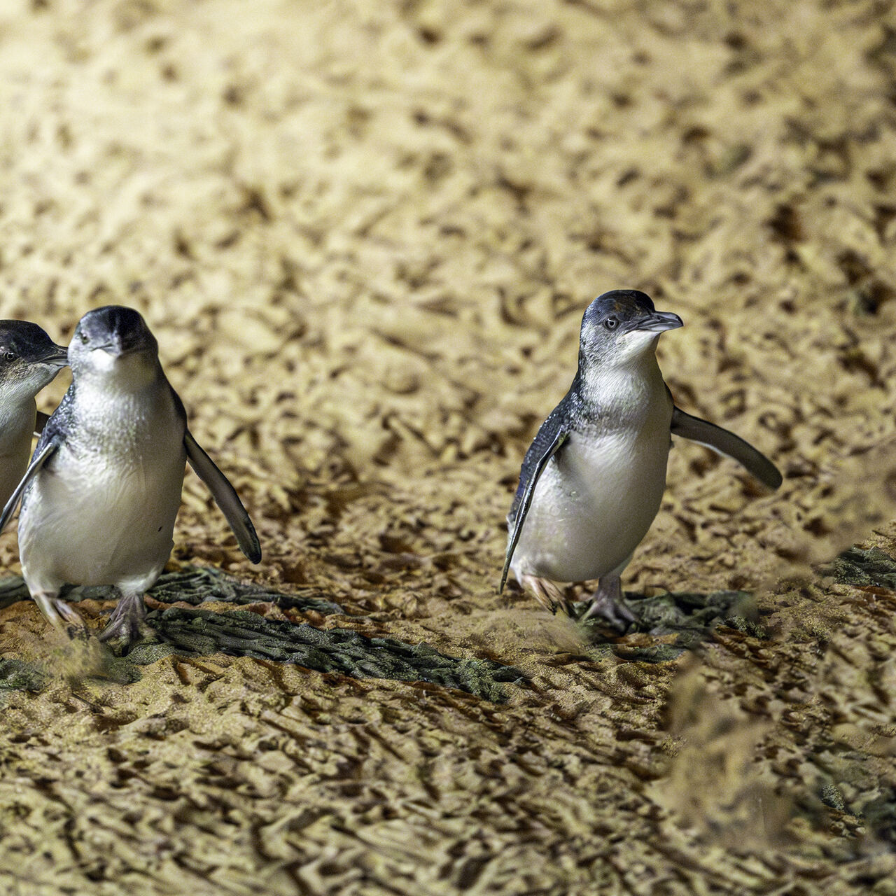 NP Penguin 7330 Enhanced NR Edit