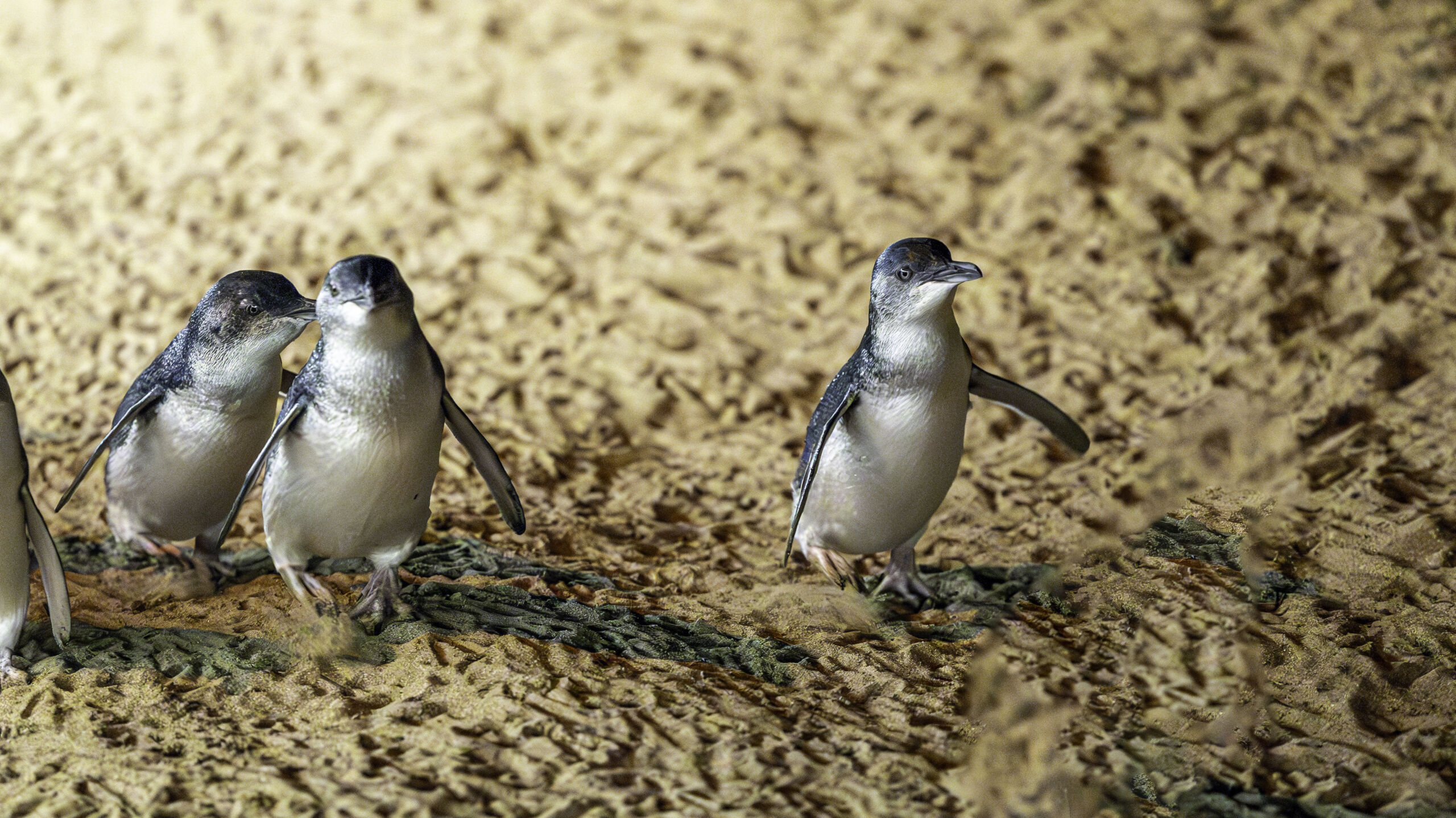 NP Penguin 7330 Enhanced NR Edit