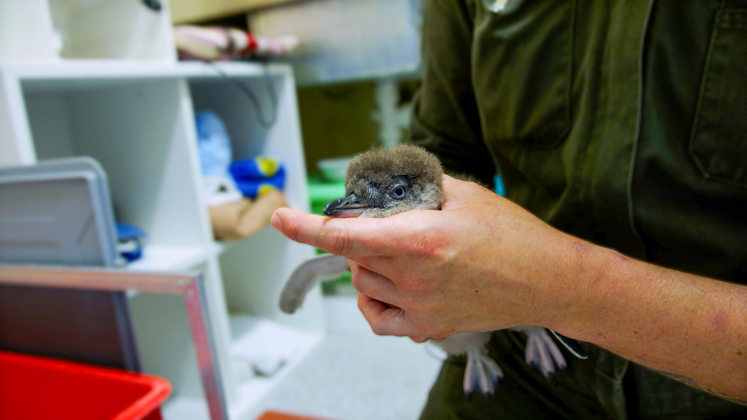 2494651382 Chick Intake