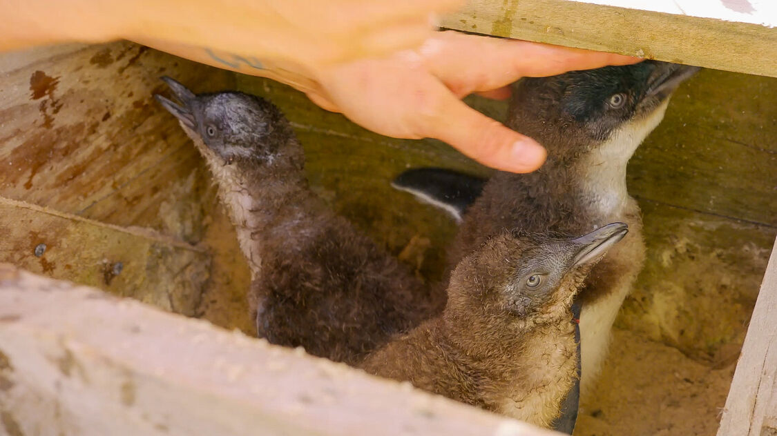 787911979 Hungry Chicks