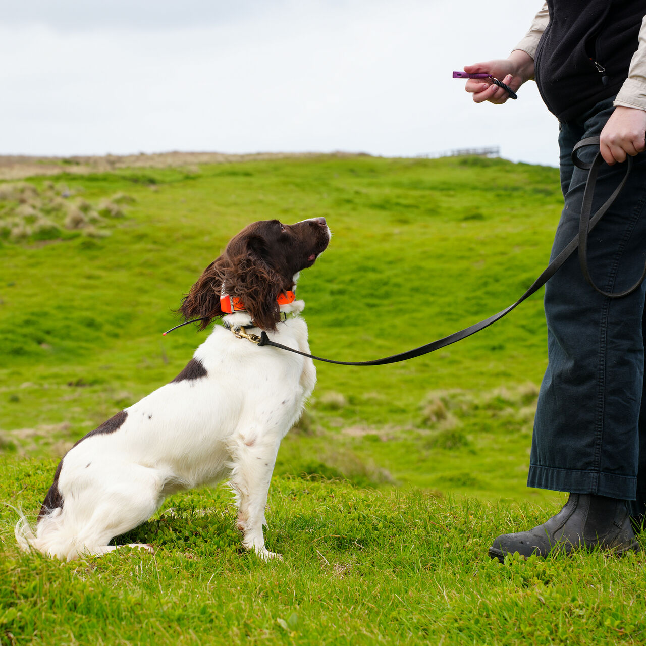 NP Conservation Fox Dog Demo Summerlands Sept 2025 09