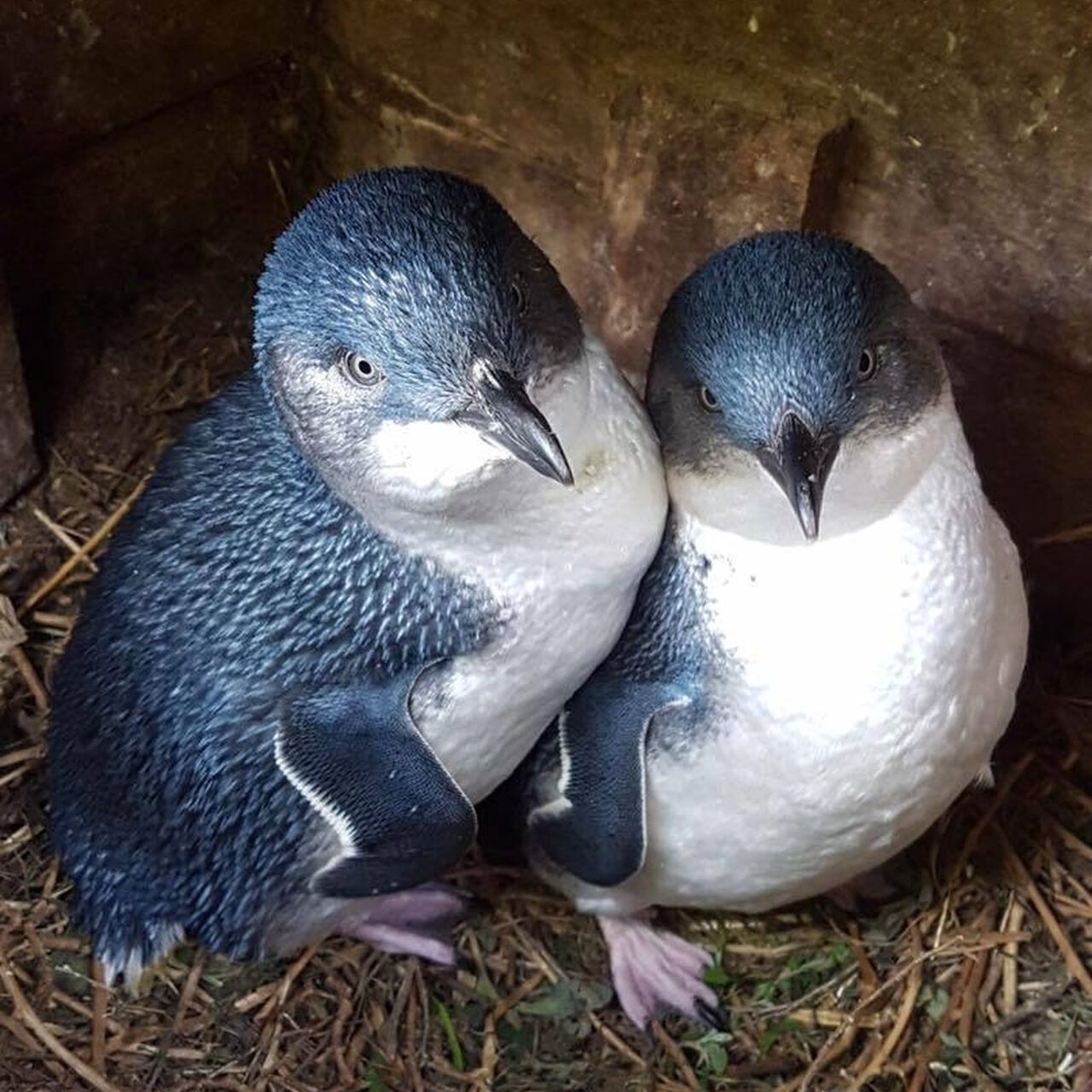Penguin breeding boom