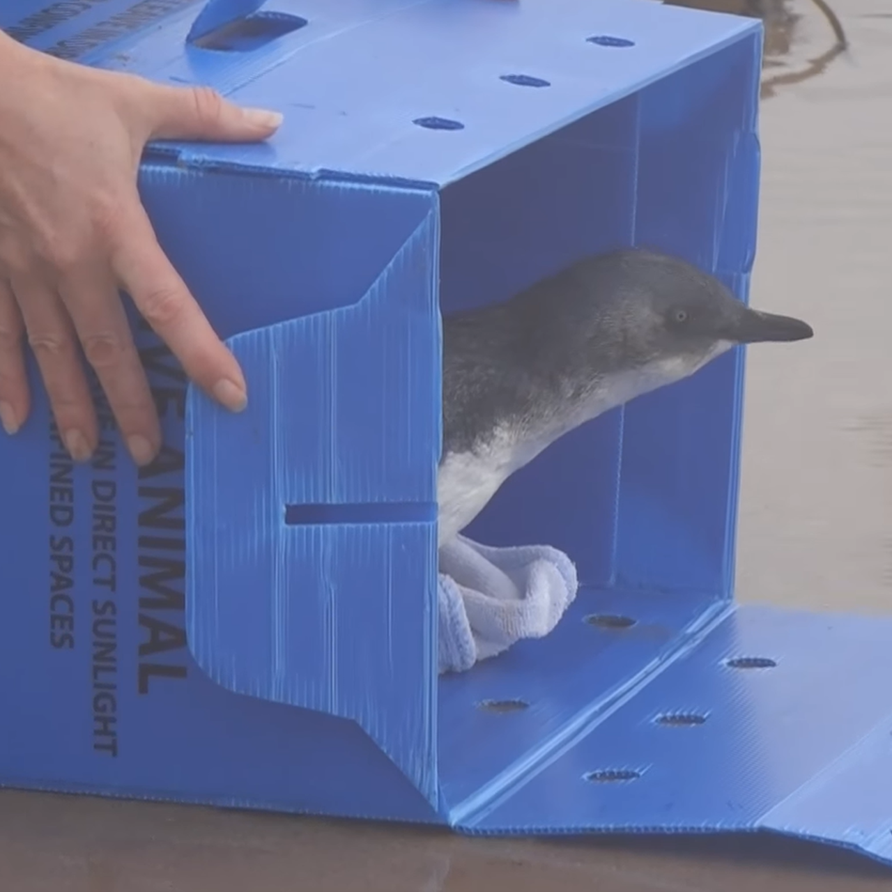 Penguin release