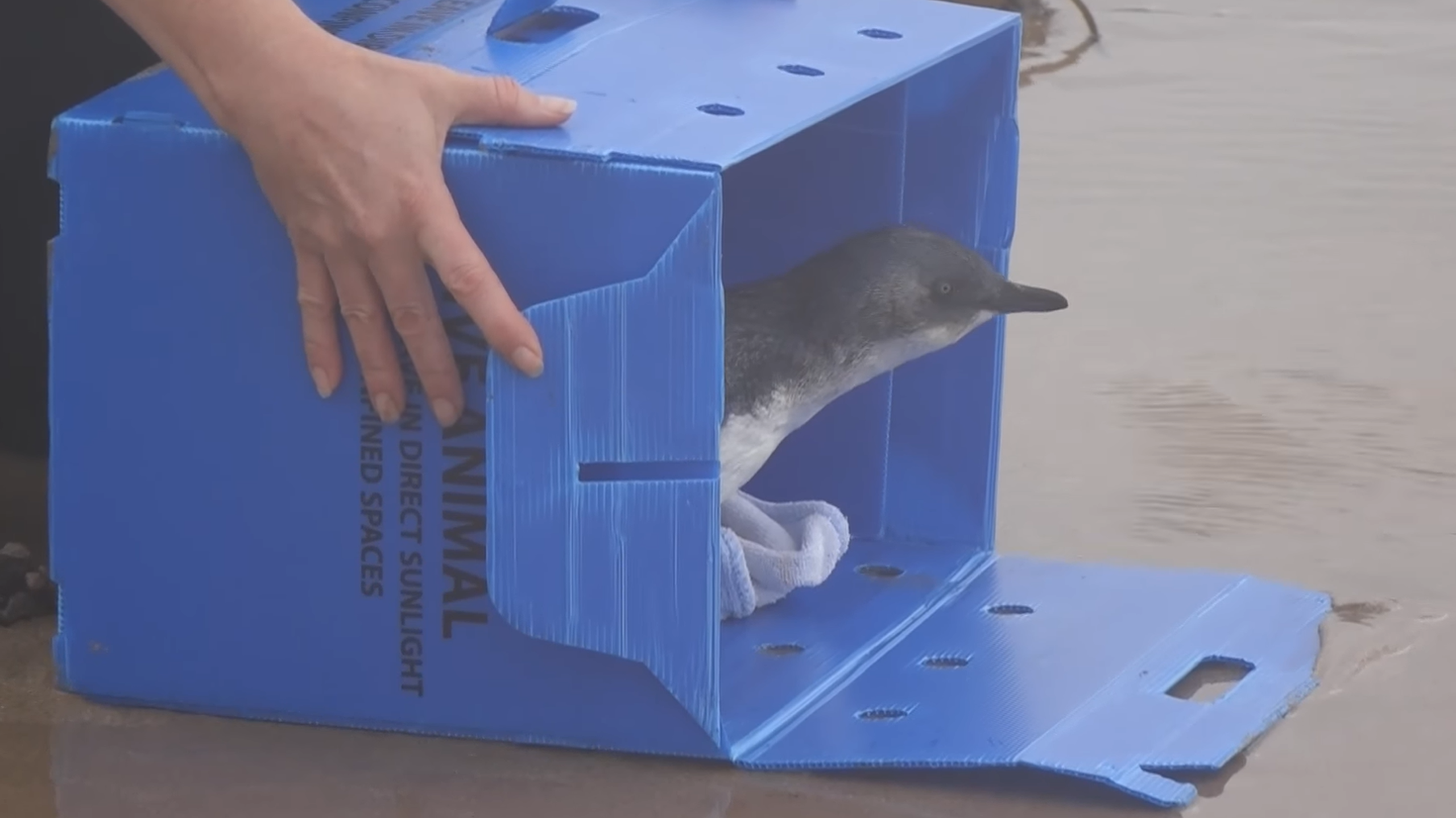 Penguin release